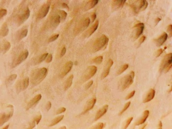 Mikroskopische Aufnahme der Oberfläche eines Crustleders. Die Poren der Haut werden nicht durch eine Zurichtung verdeckt.
