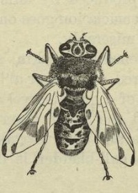 Ausgewachsene Pferdedasselfliege. Bild: Public Domain