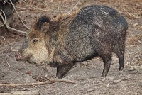 Ein Nabelschwein oder auch Peccary. Bild: Fir002, Lizenz: GNU 1.2