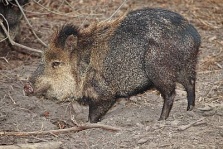 Ein Nabelschwein oder auch Peccary, wie es in der freien Wildbahn anzutreffen ist. Bild: Fir002, Lizenz: GNU 1.2
