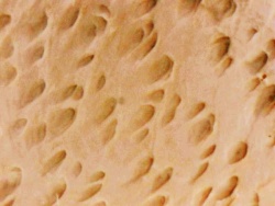 Mikroskopische Aufnahme der Oberfläche eines pflanzlich gegerbten Crustleders. Die Poren der Haut werden nicht durch eine Zurichtung verdeckt.