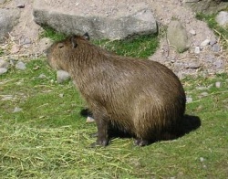 Ein Capybara. Bildlizenz: GNU 1.2