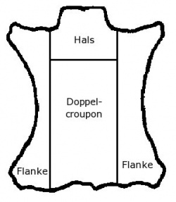 Lage des Croupons bzw. Doppelcroupons auf der Tierhaut.