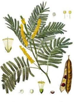 Die Gerber-Akazie (Acacia catechu). Bild: gemeinfrei.