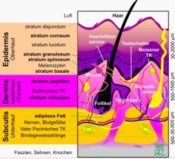 Übersicht zur Schichtenstruktur der Säugetierhaut. Urheber: medOCT-group, Zentrum für biomedizinische Technologie und Physik, Medizinische Universität Wien. Lizenz: Creative Commons Attribution ShareAlike 2.0 Austria