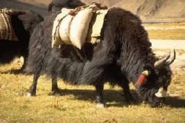 Yaks in ihrer...