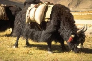 Yaks in ihrer...