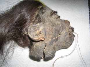 Schrumpfkopf von ca. 1940, Herkunft Ecuador, mit deutlichem Riss im Hals- und Wangenbereich
