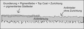 Querschnitt durch ein Glattleder mit und ohne Zurichtung. Anilinleder besitzen keine Pigmentschicht (rechte Hälfte der Grafik).